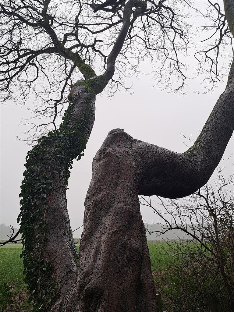 treelegs