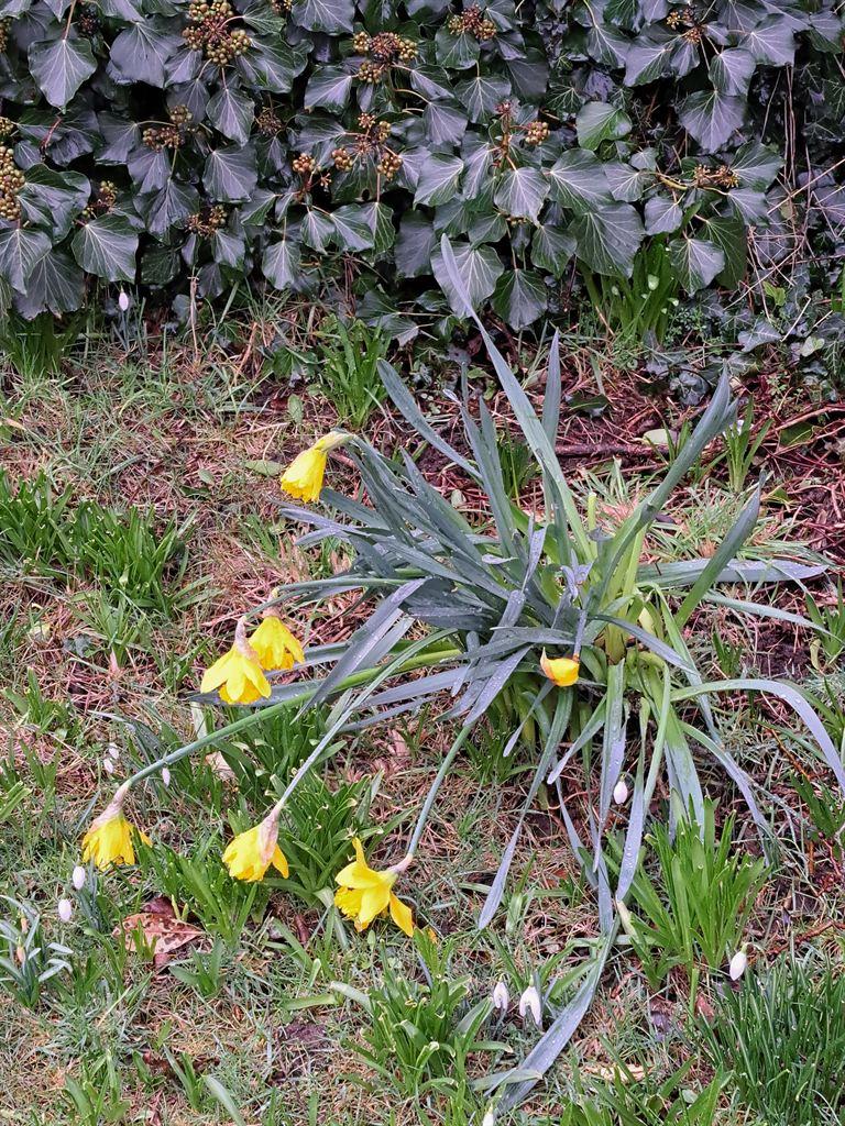 daffs