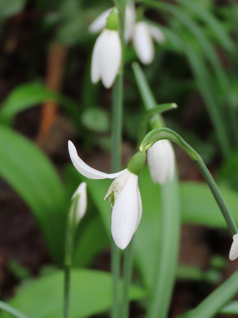 snowdrops