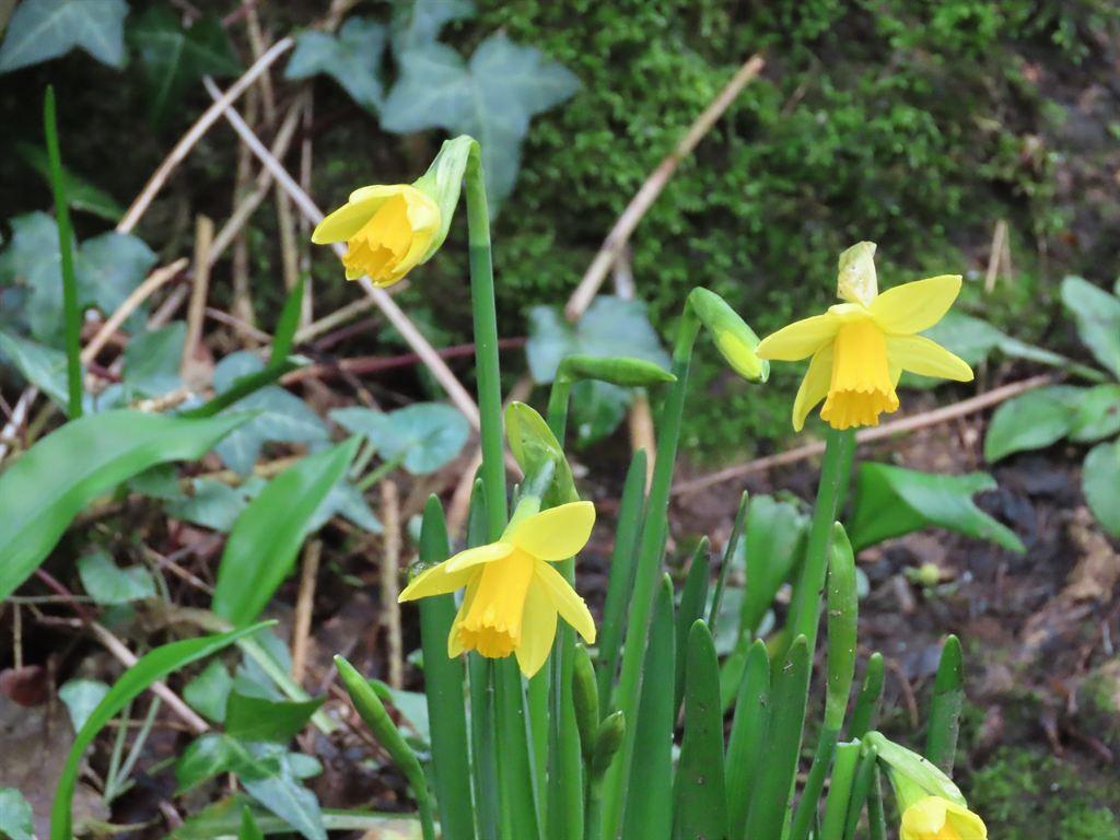 daffs