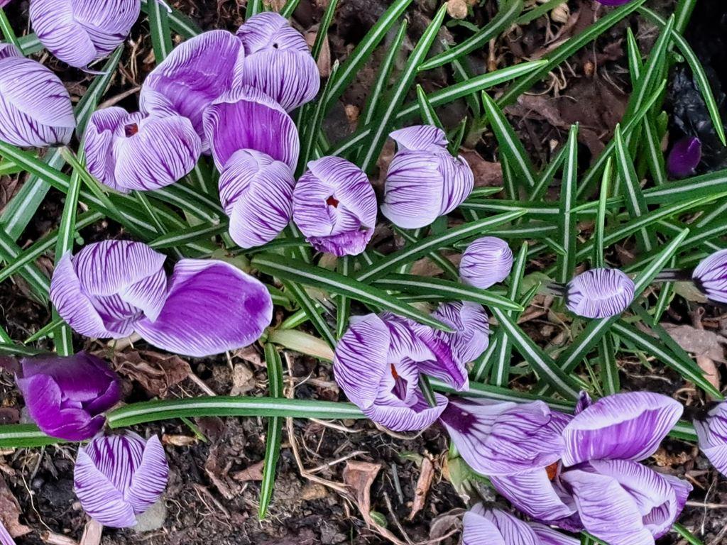 crocuses