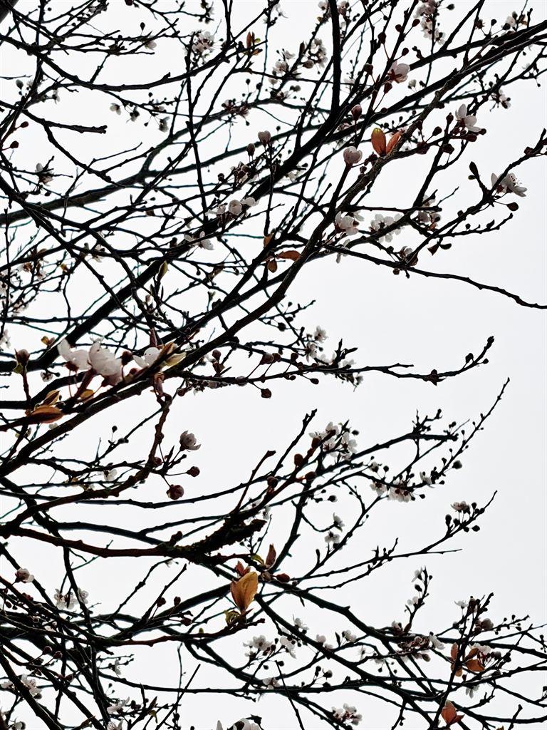 blossom