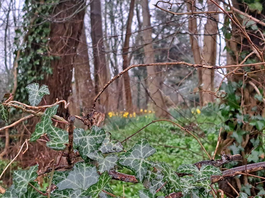 daffs&ivy