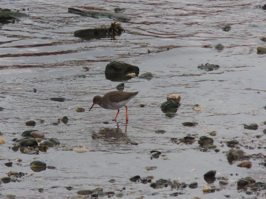 redshank