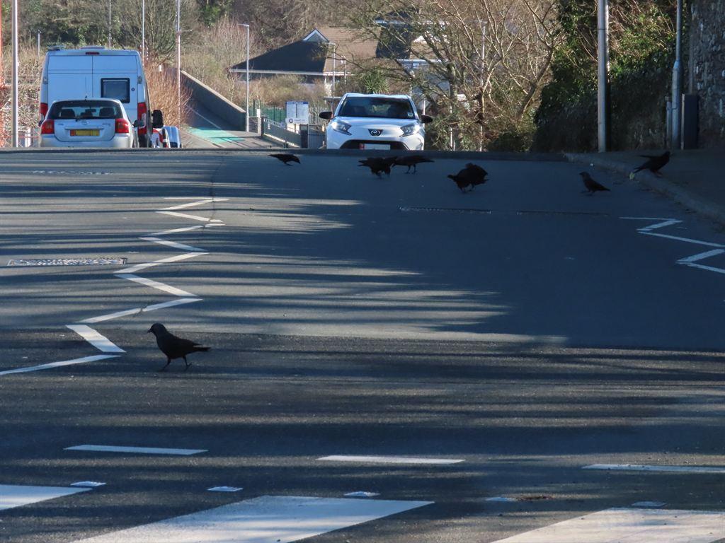 rooks