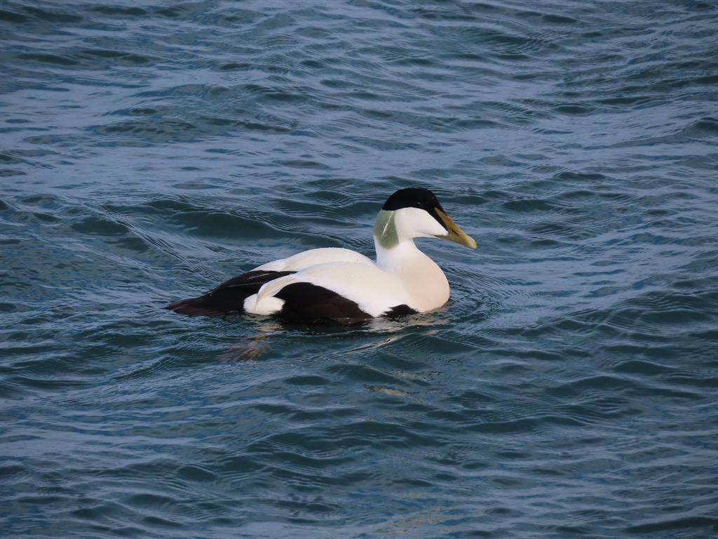 eiderduck