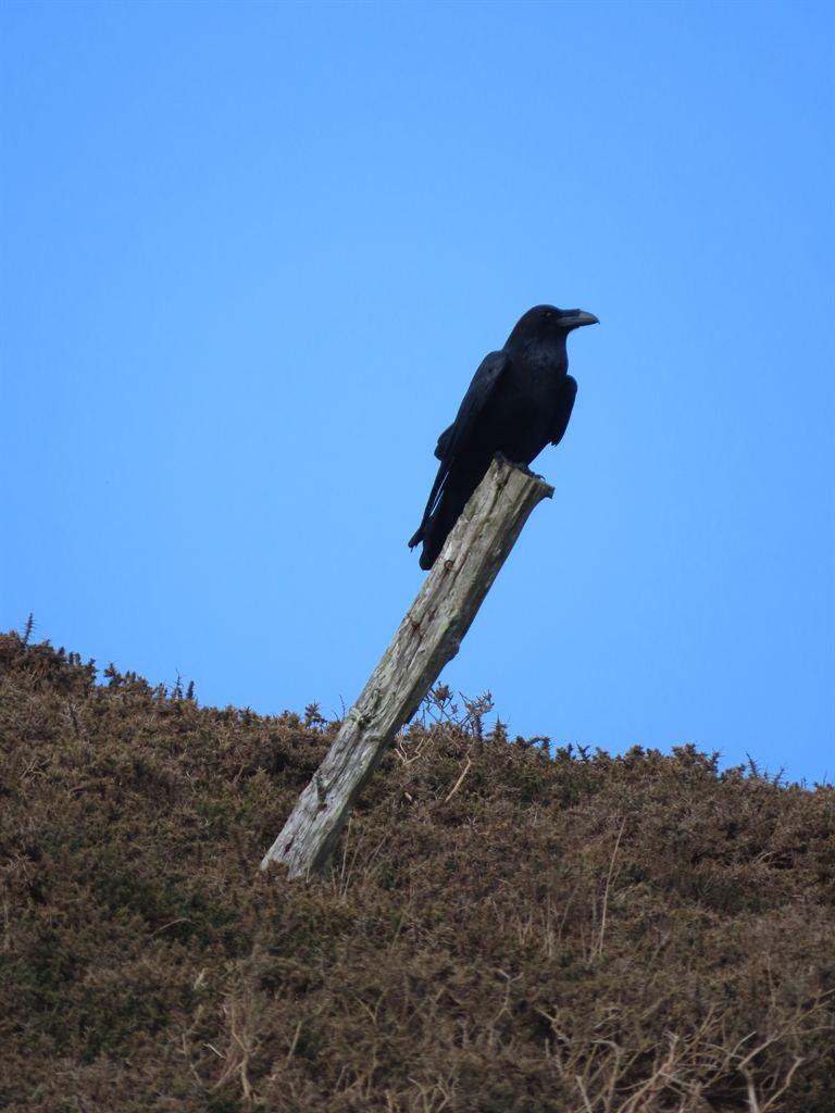 raven