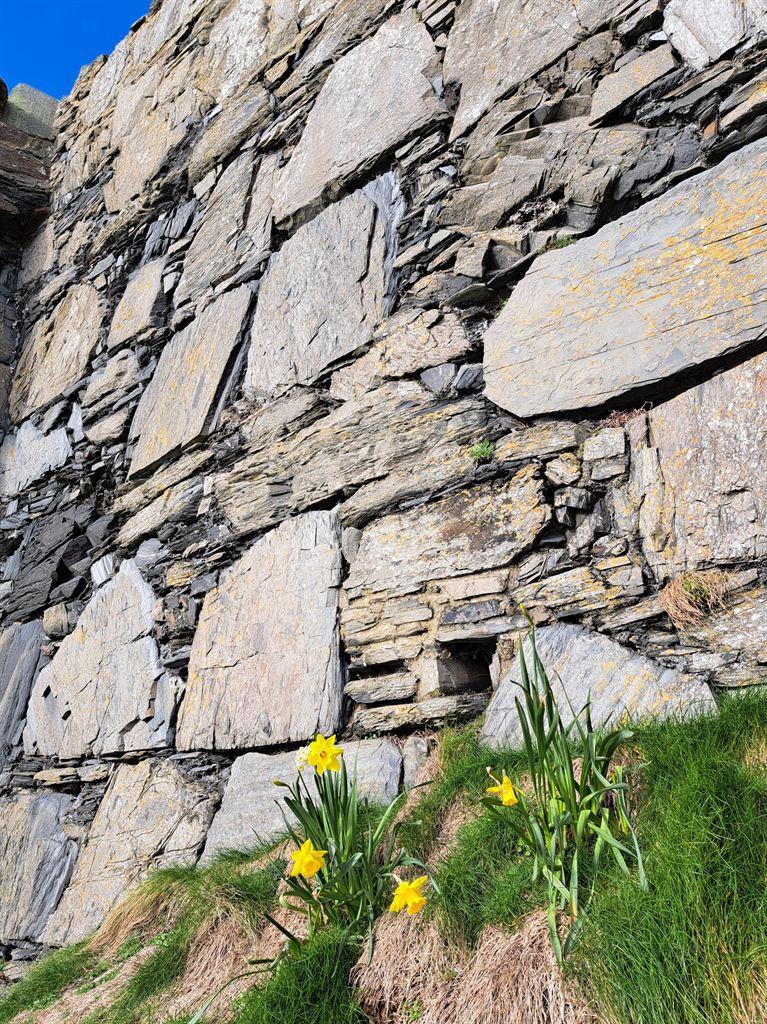 daffs&castle