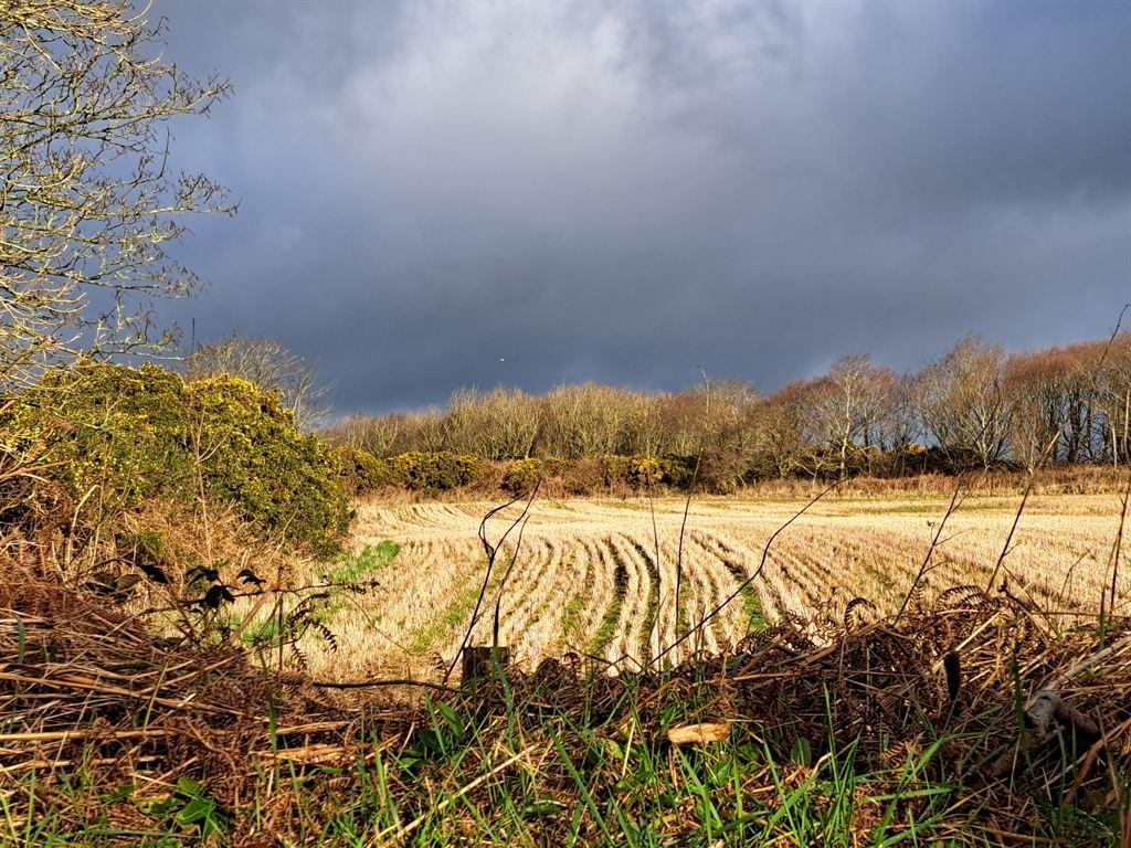 field