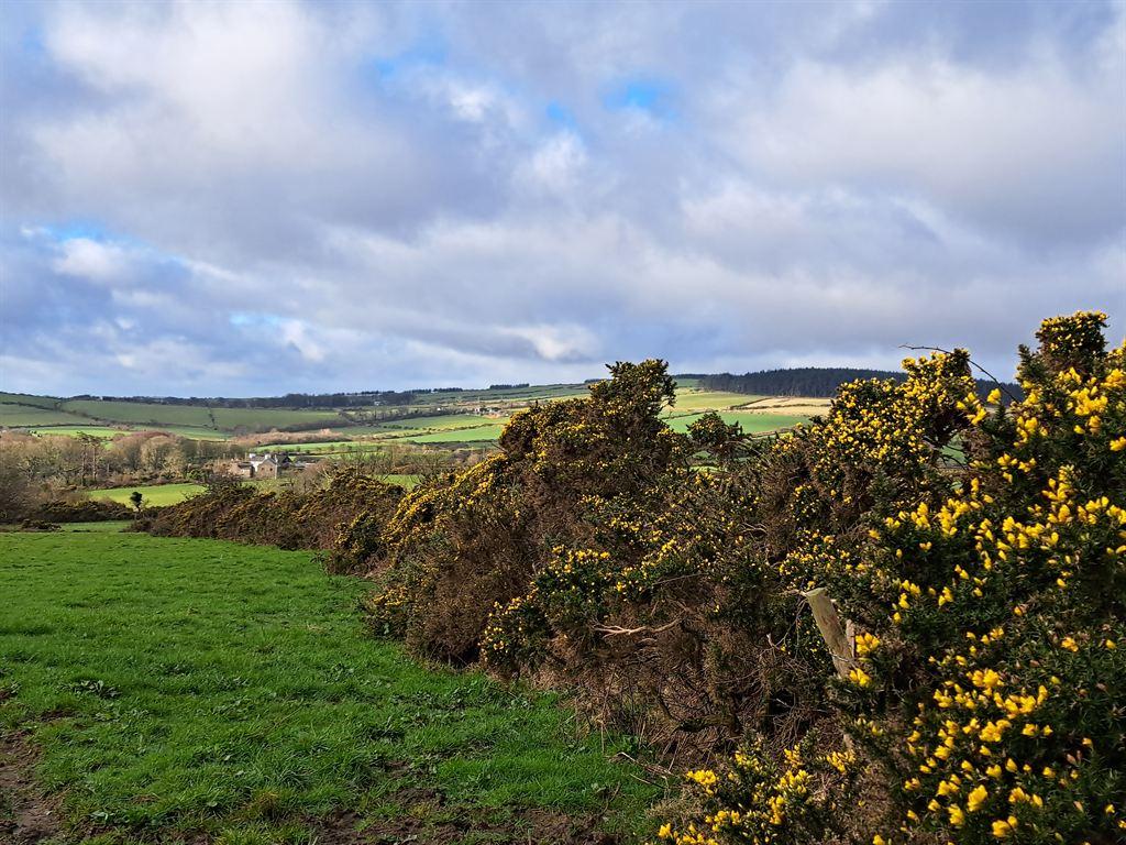gorsefield
