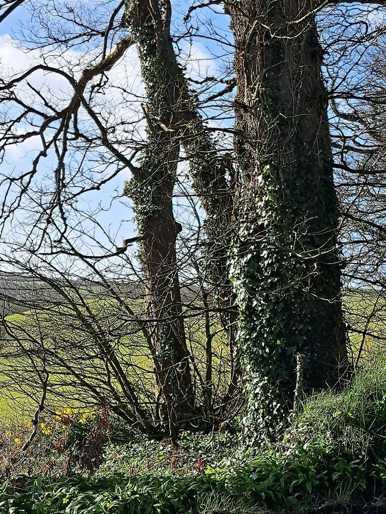 daffs&trees