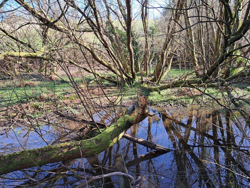 trees&river