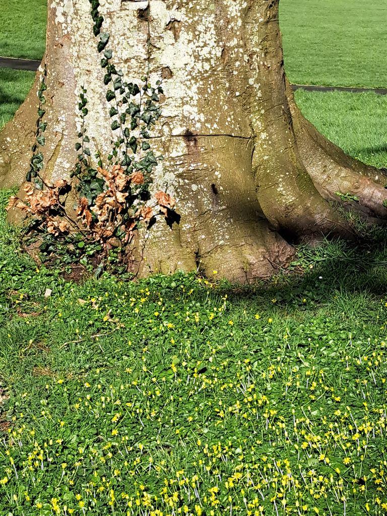 celandines&tree