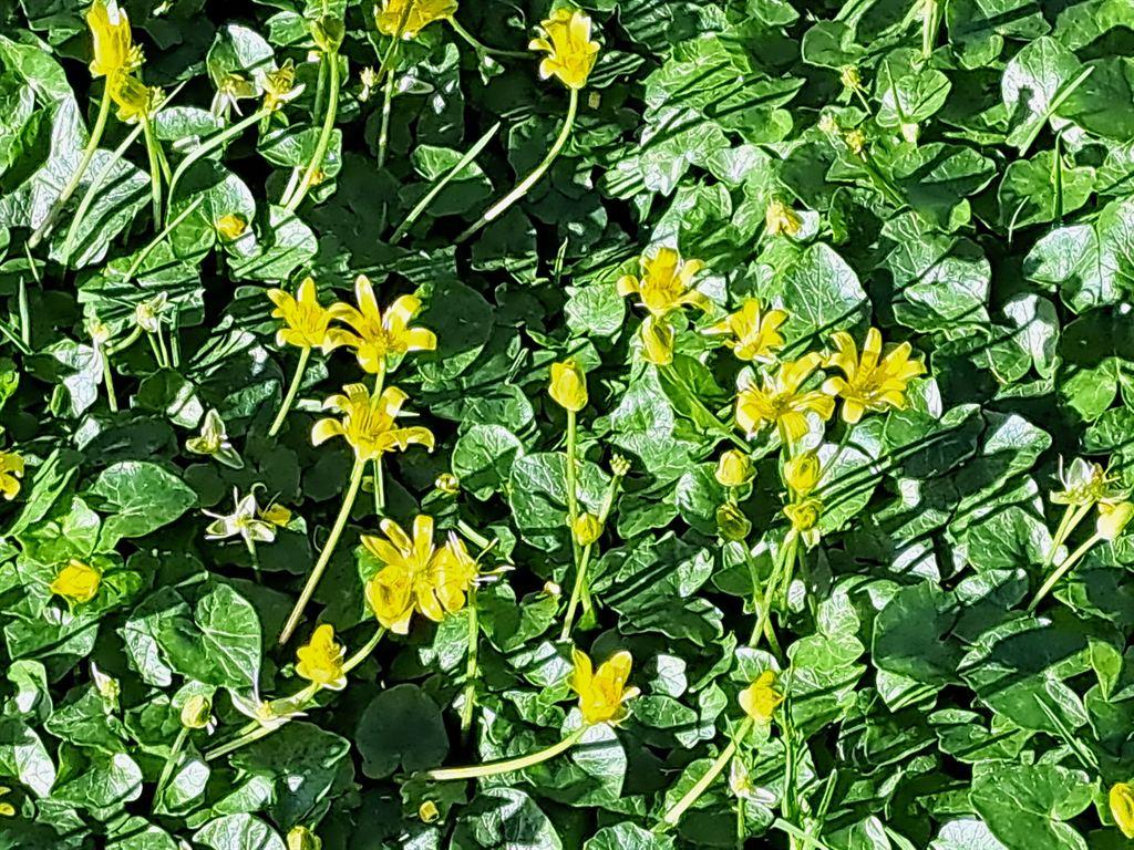 celandines