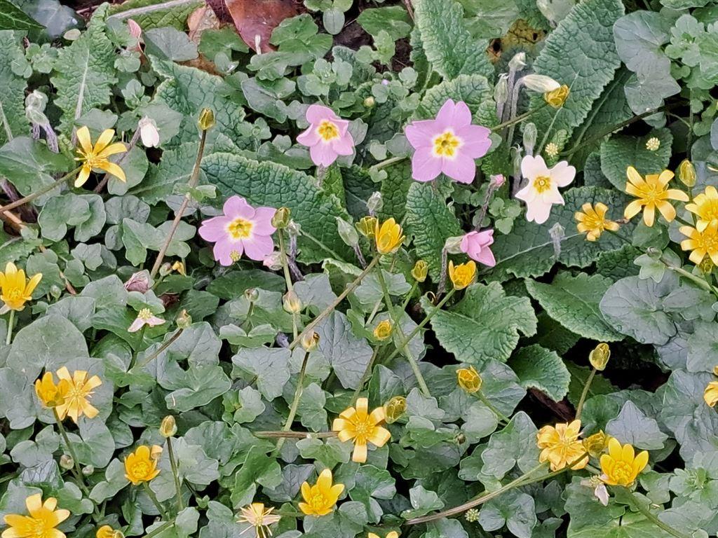 primula