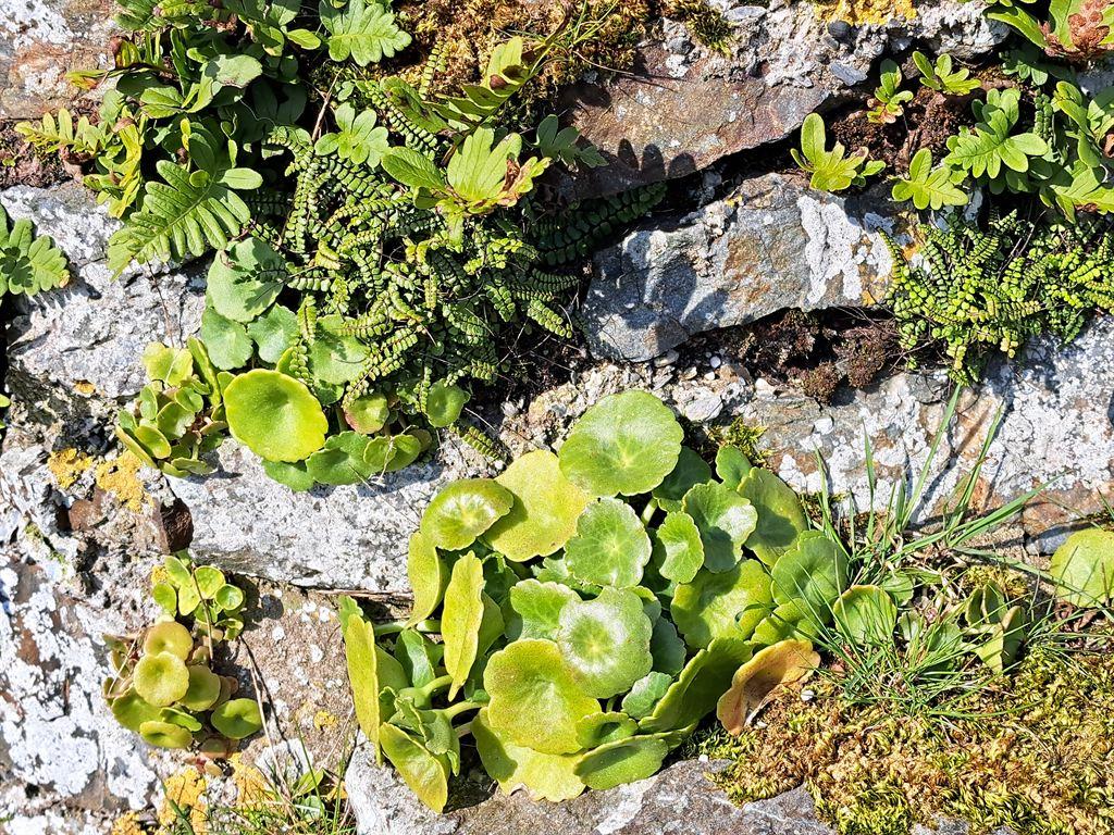 pennywort
