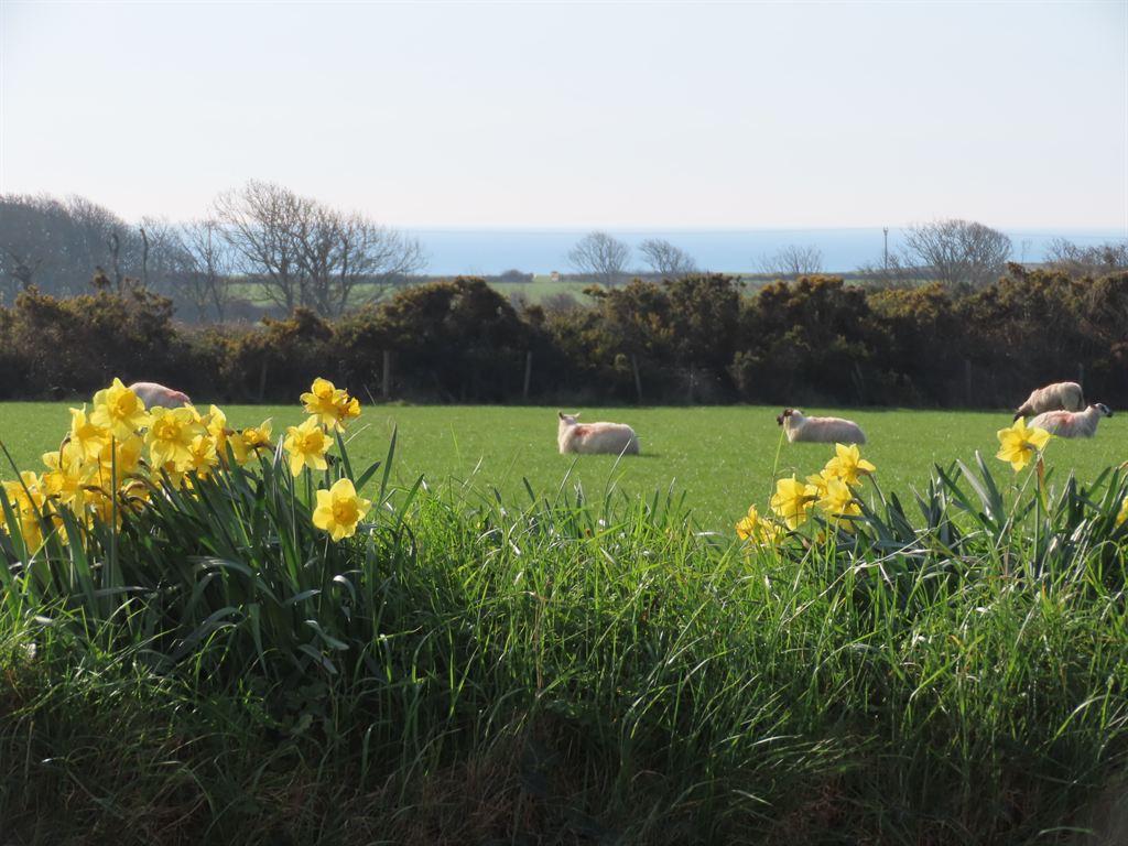 daffs&sheep