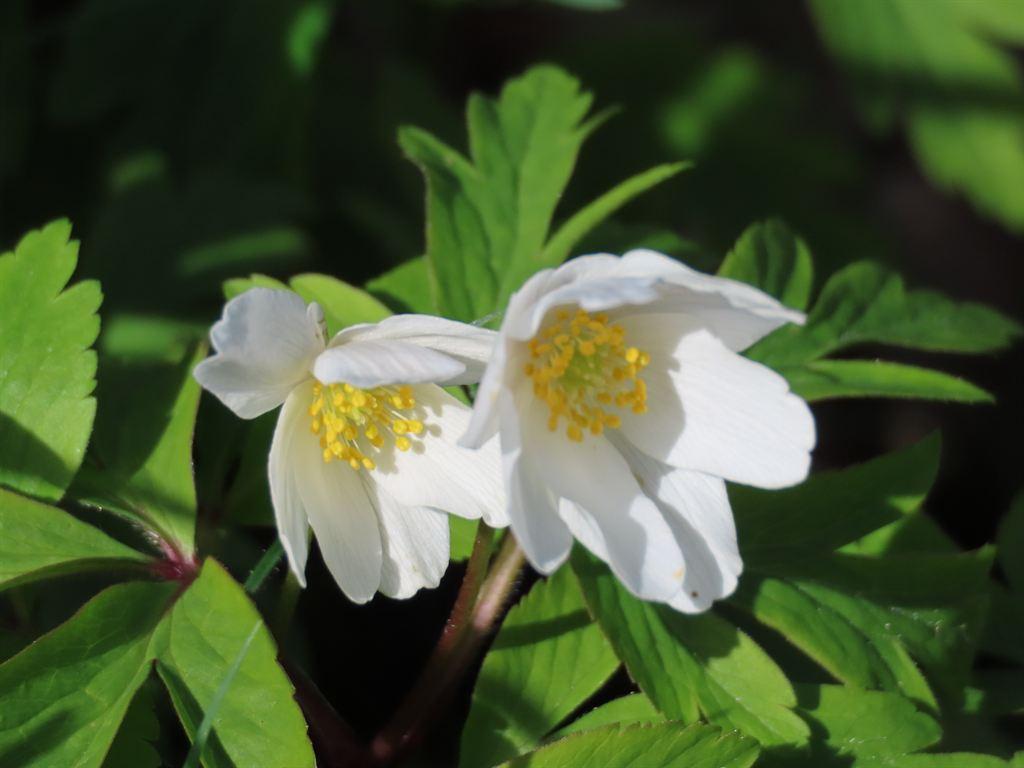 windflowers