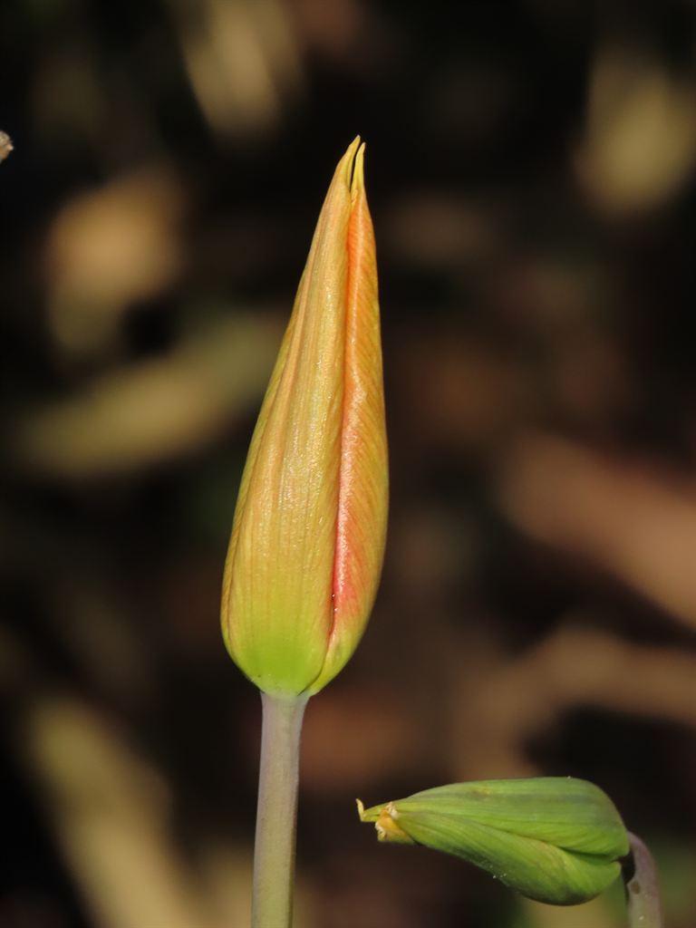 tulip