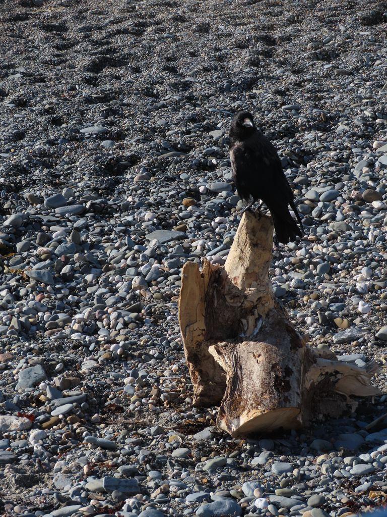 crow&beach