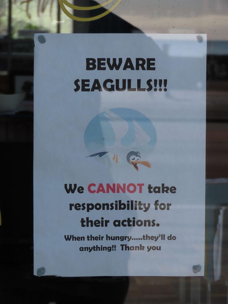 seagulls