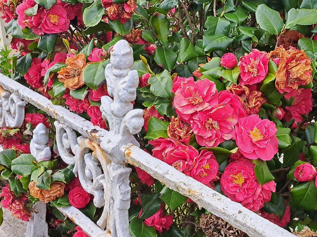 rhodies&railings