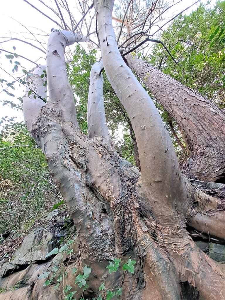 tree1