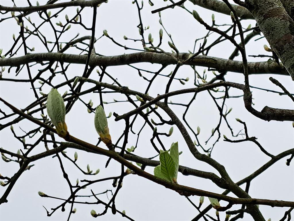 buds