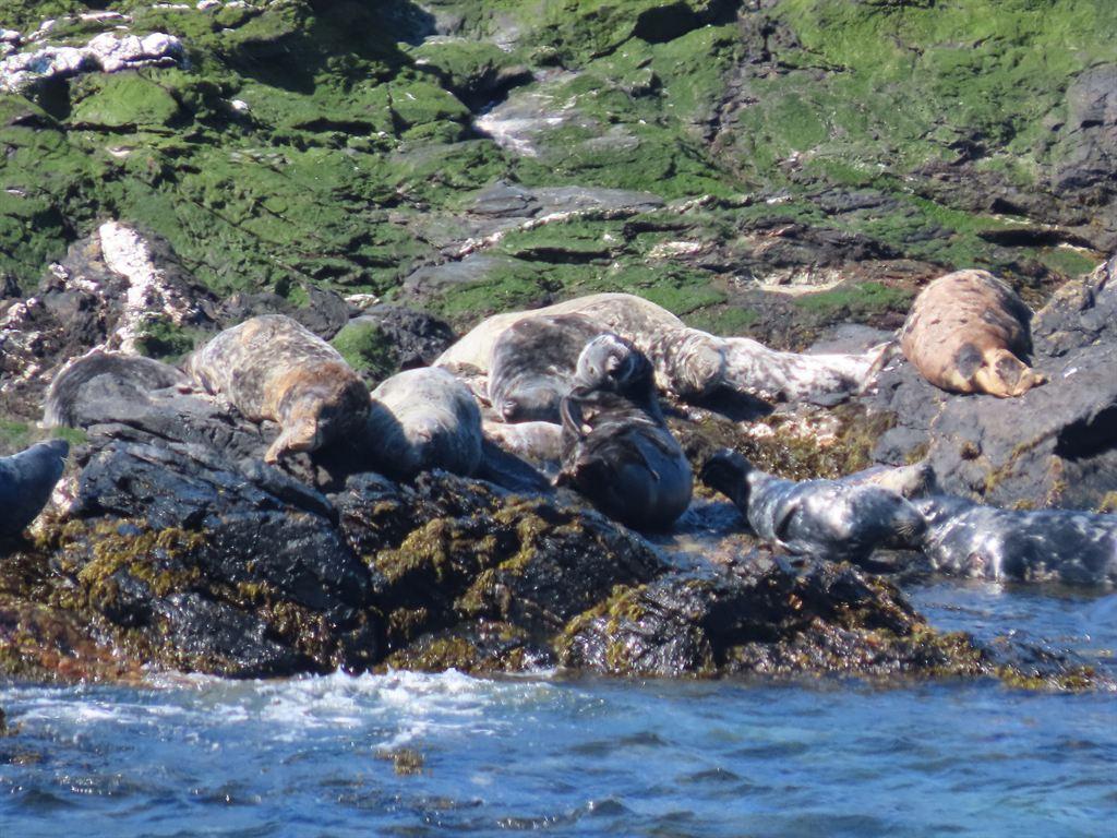 seals2