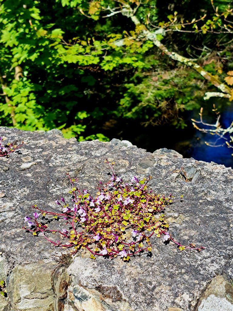 wallpurple