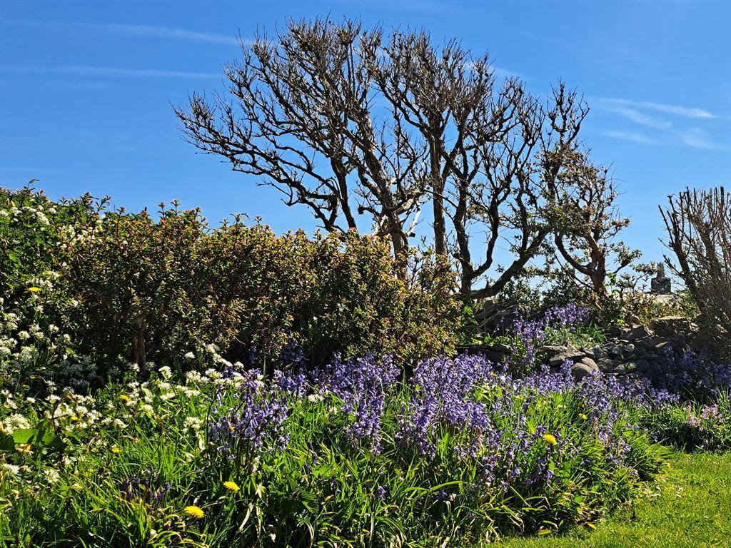 bluebells