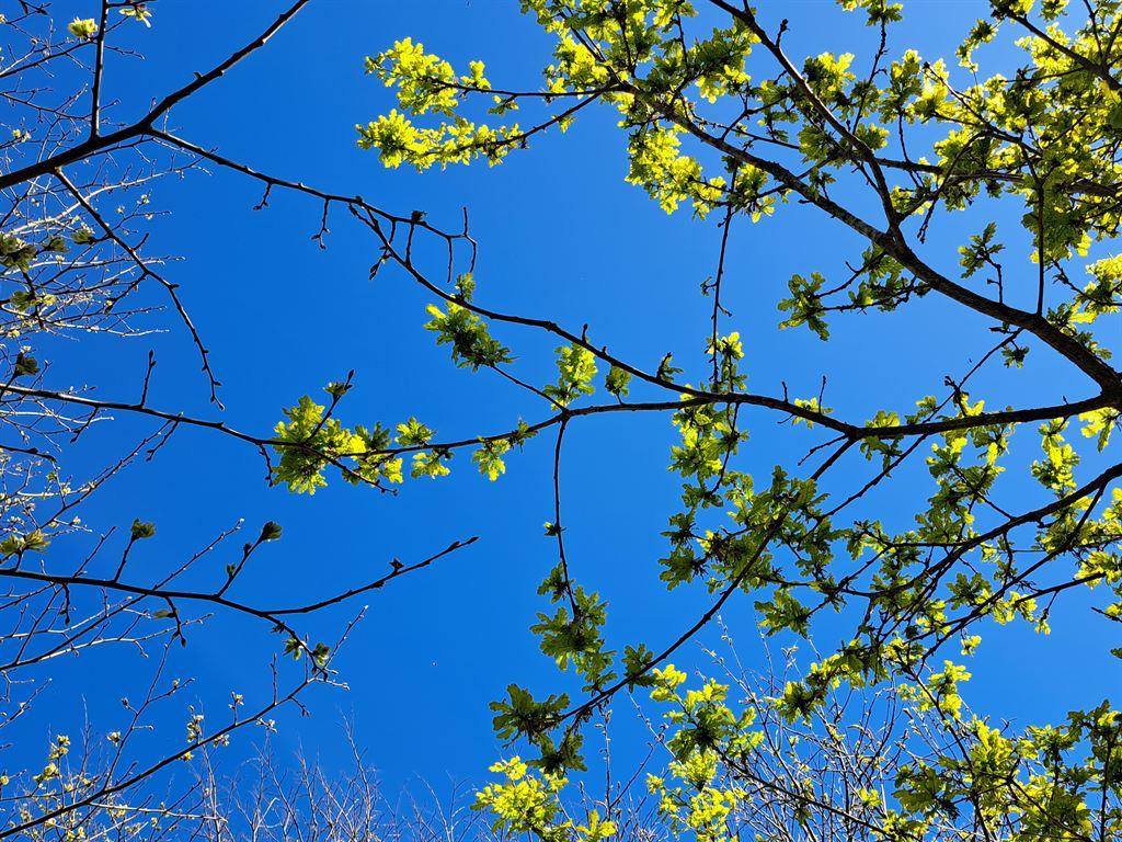 oakleaves
