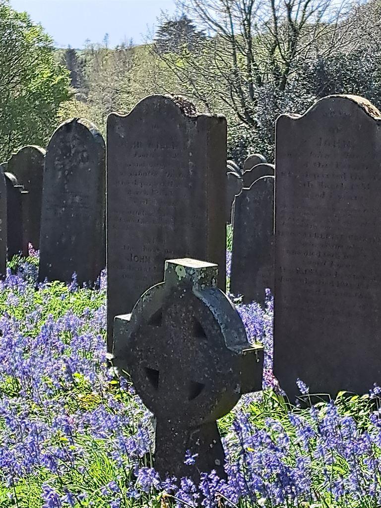 bluebells1