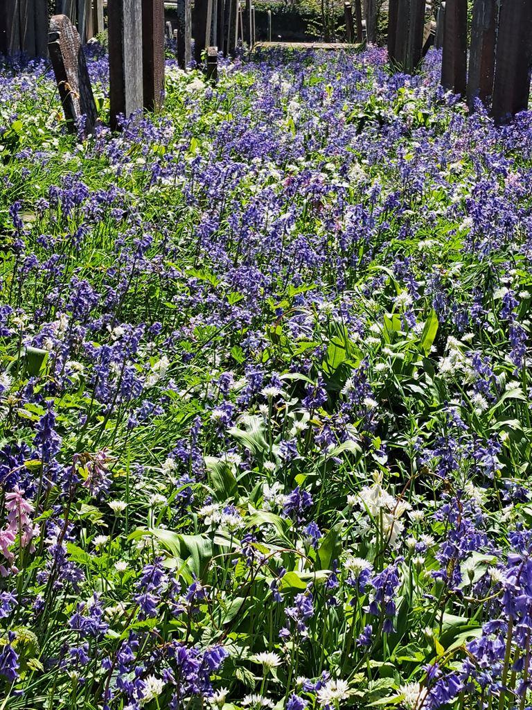 bluebells2