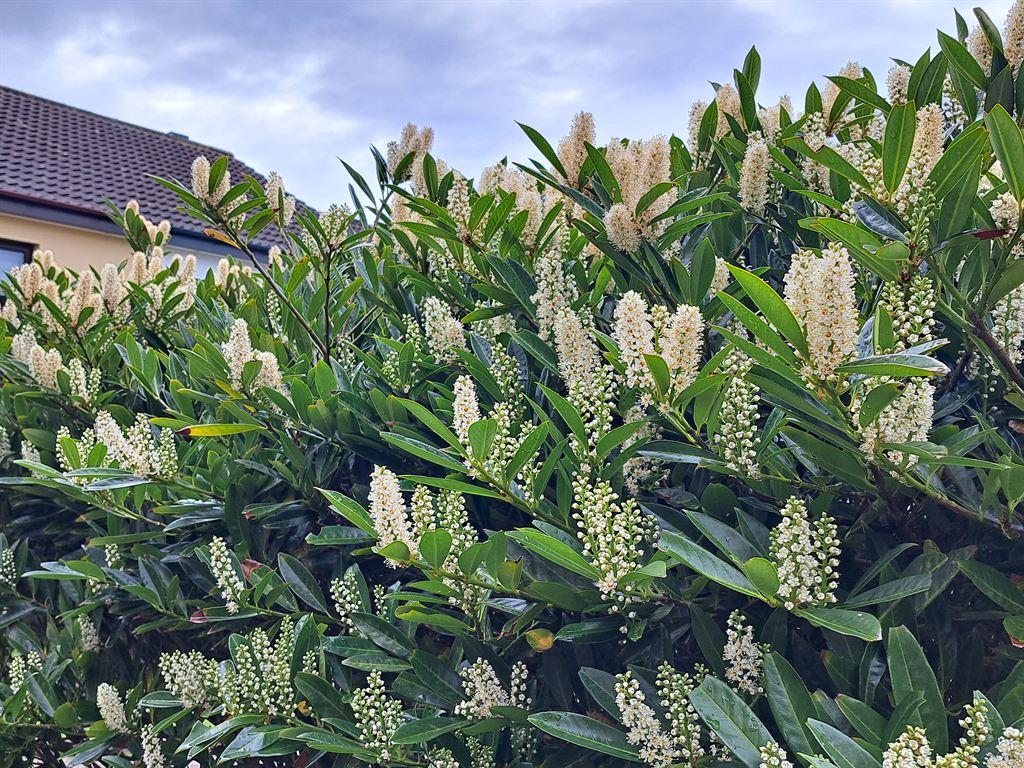 laurel1
