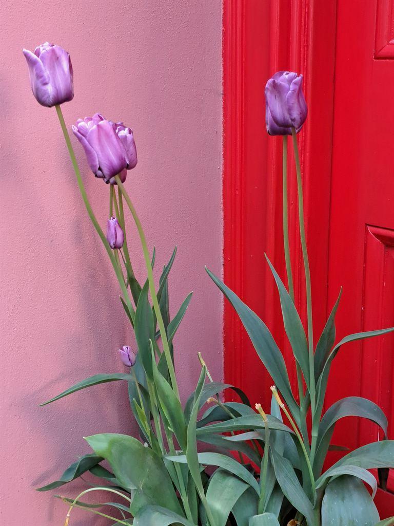 reddoor
