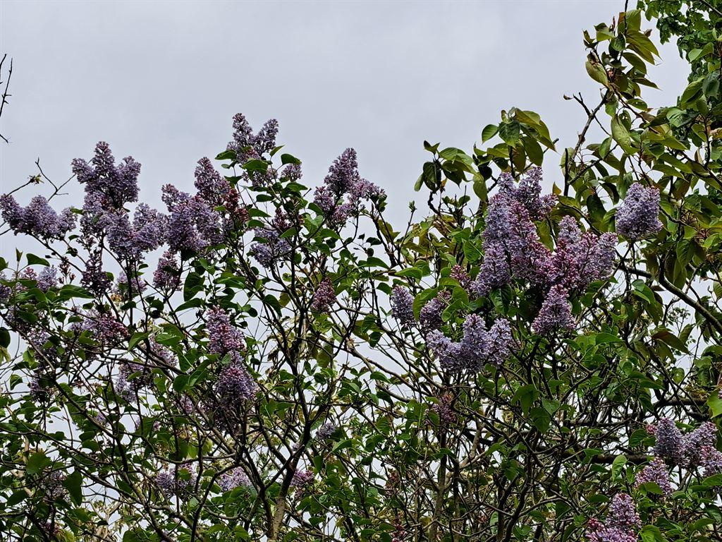 lilac
