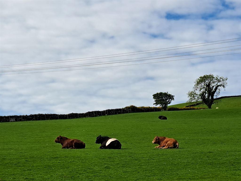 cows