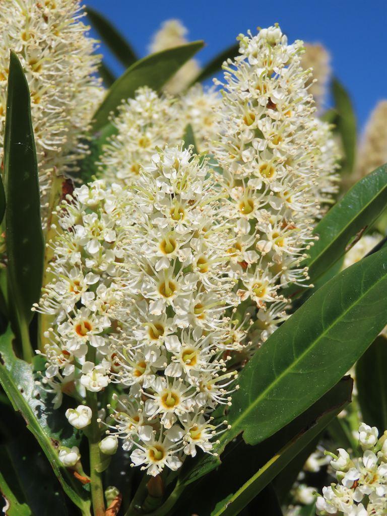 laurel2