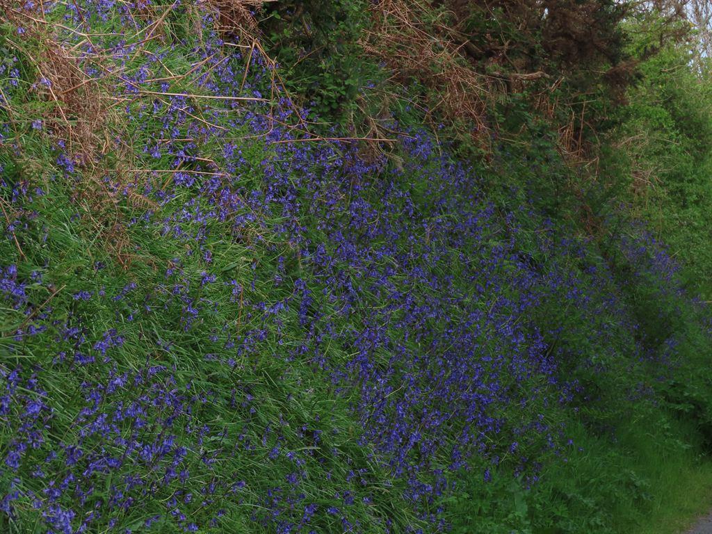 bluebells