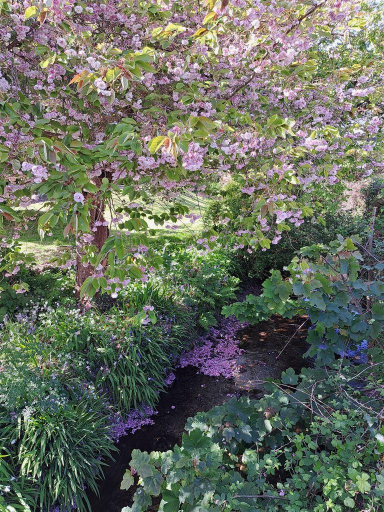 blossom1