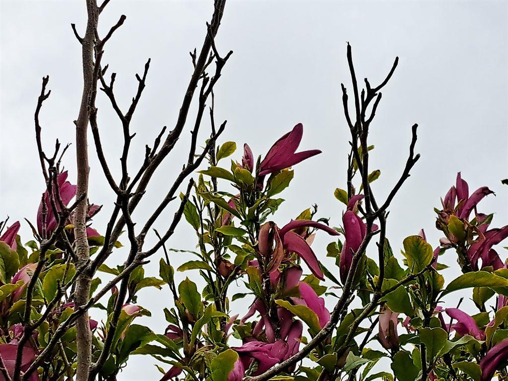 magnolia