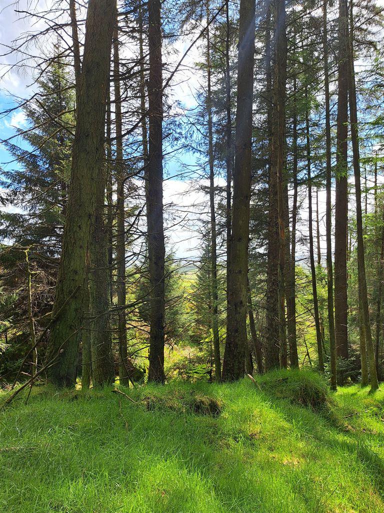 trees