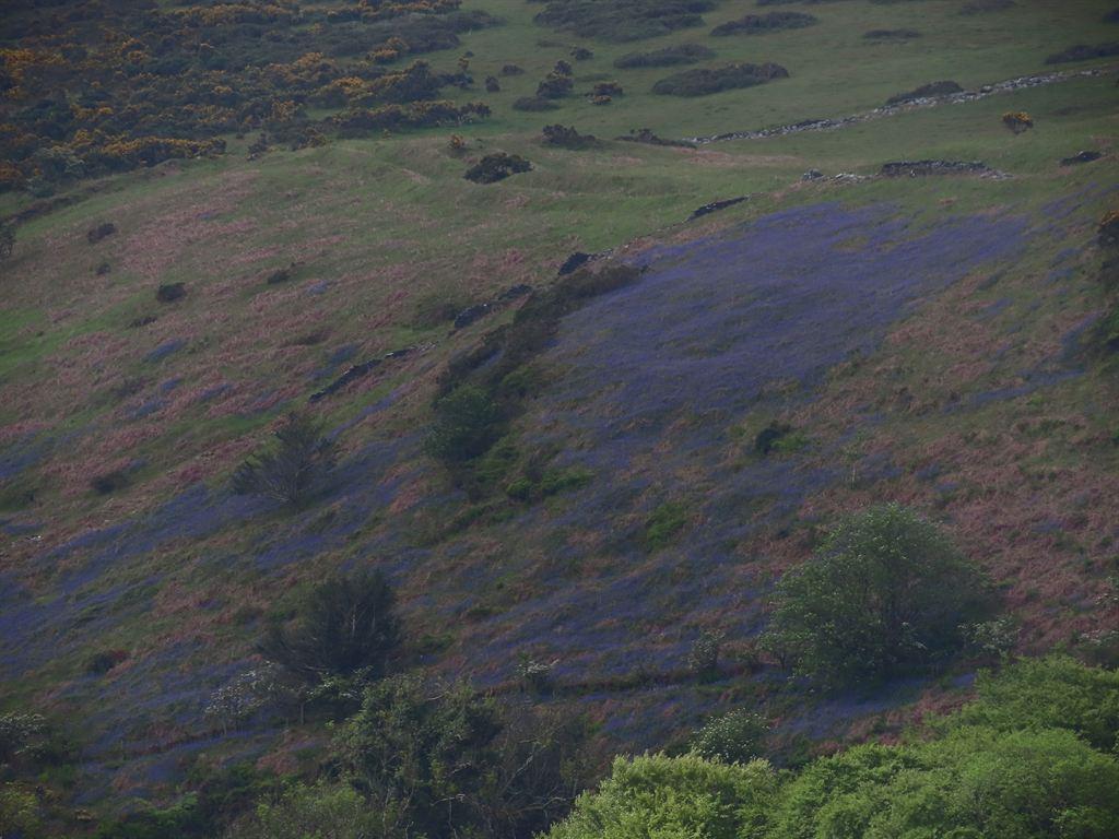 bluebs 3