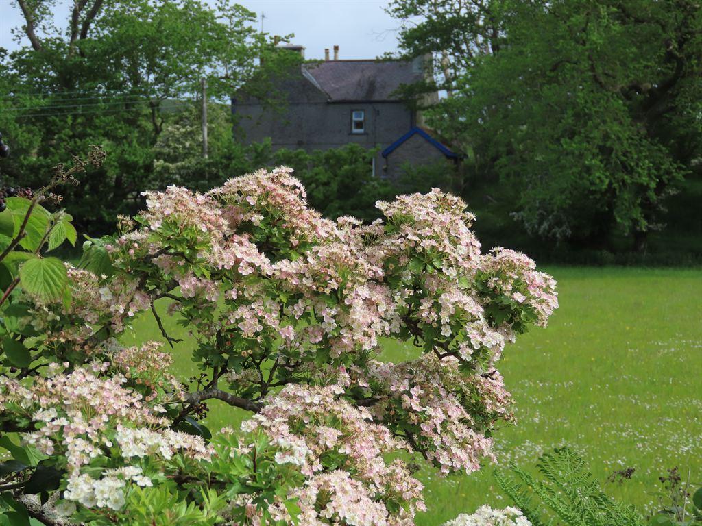 hawthorn