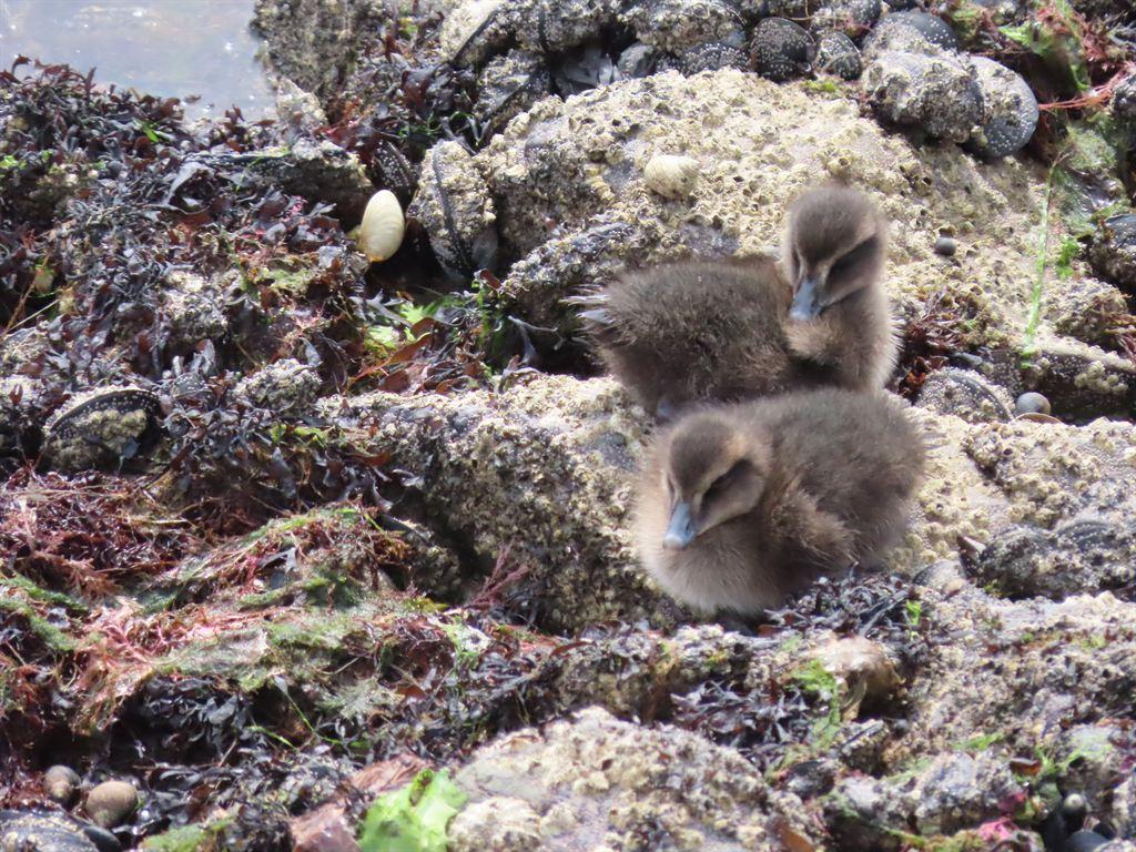 ducklings3