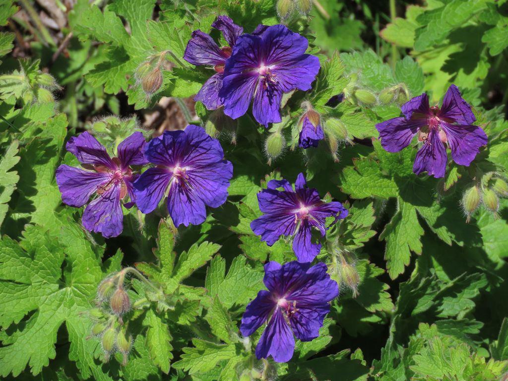 geraniums