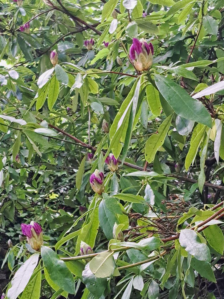 rhodies