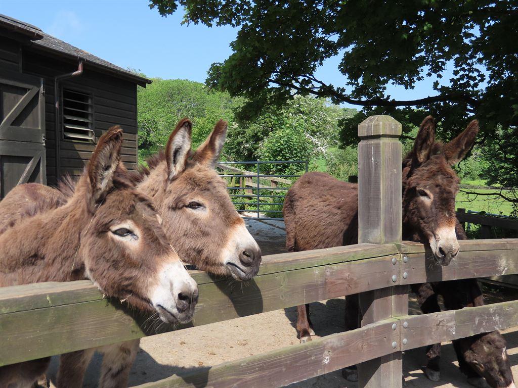 donkeys1