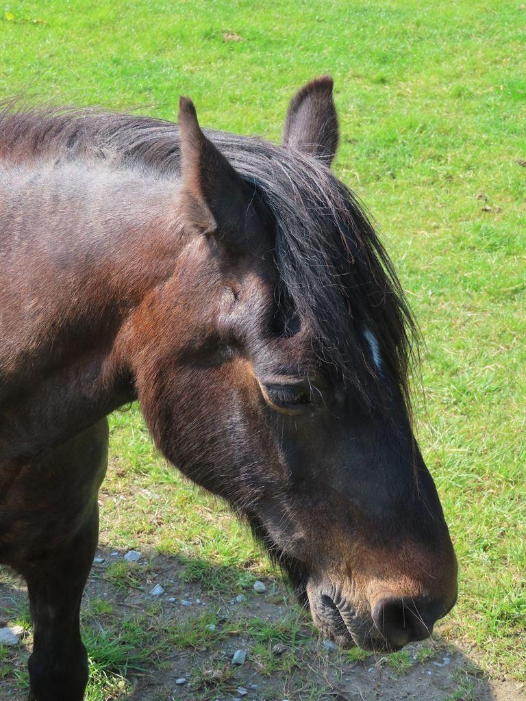 horsehead